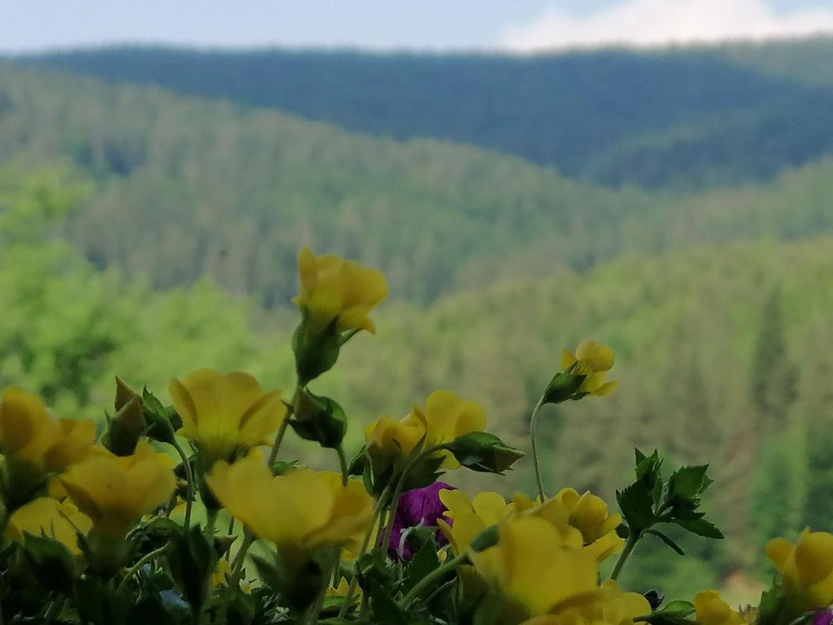 Casa Verde Воронец Экстерьер фото